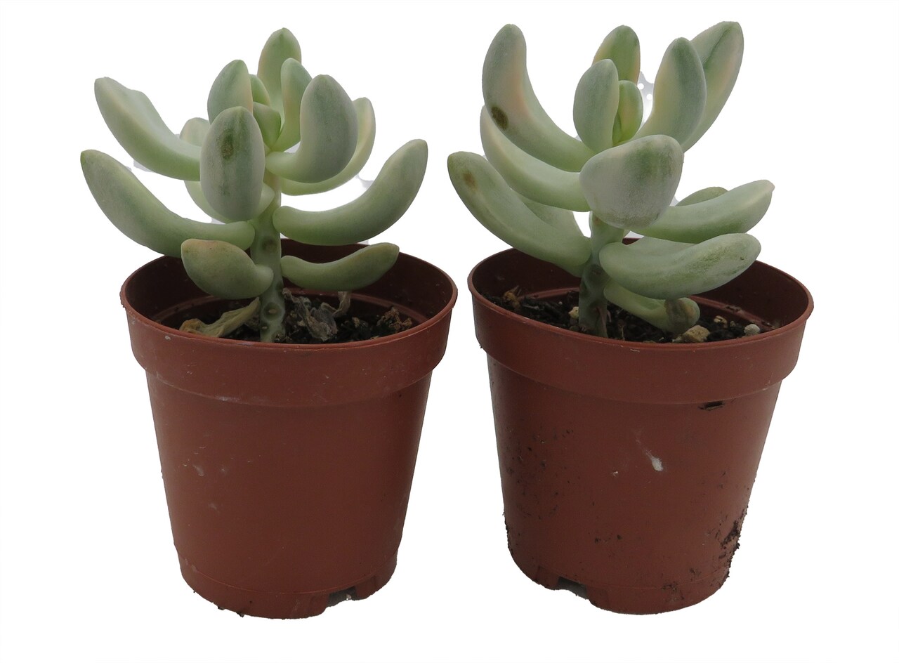 Apricot Love - Variegated Graptopetalum -2 Pack 2" Pots- Succulent